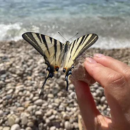 Apartamento Seas - Wild Orange Dubrovnik
